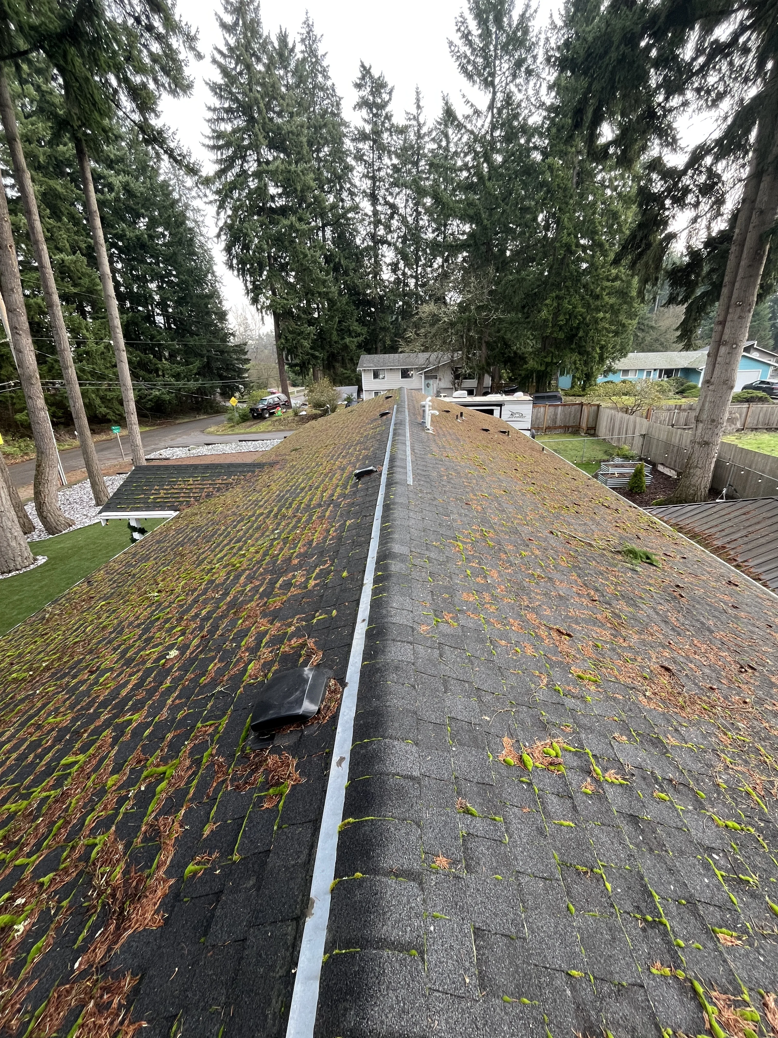 Before Moss Removal & Soft Wash